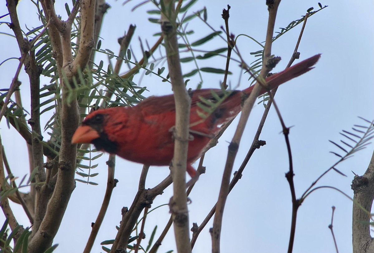 Cardinal rouge - ML640650905