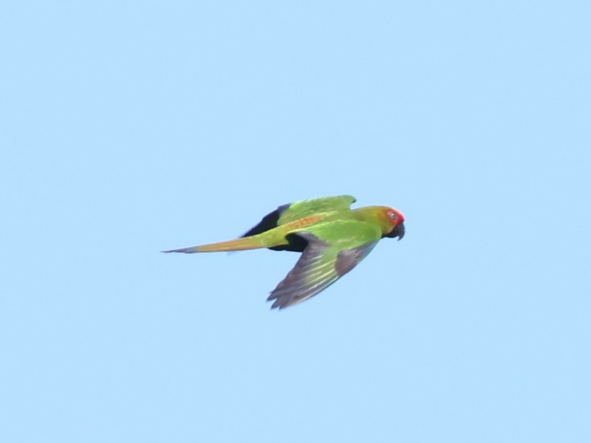Golden-capped Parakeet - ML640650938