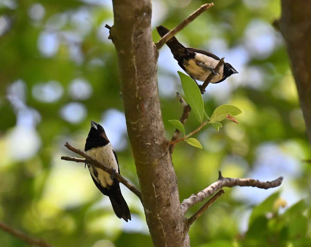 Javan Munia - ML640650939