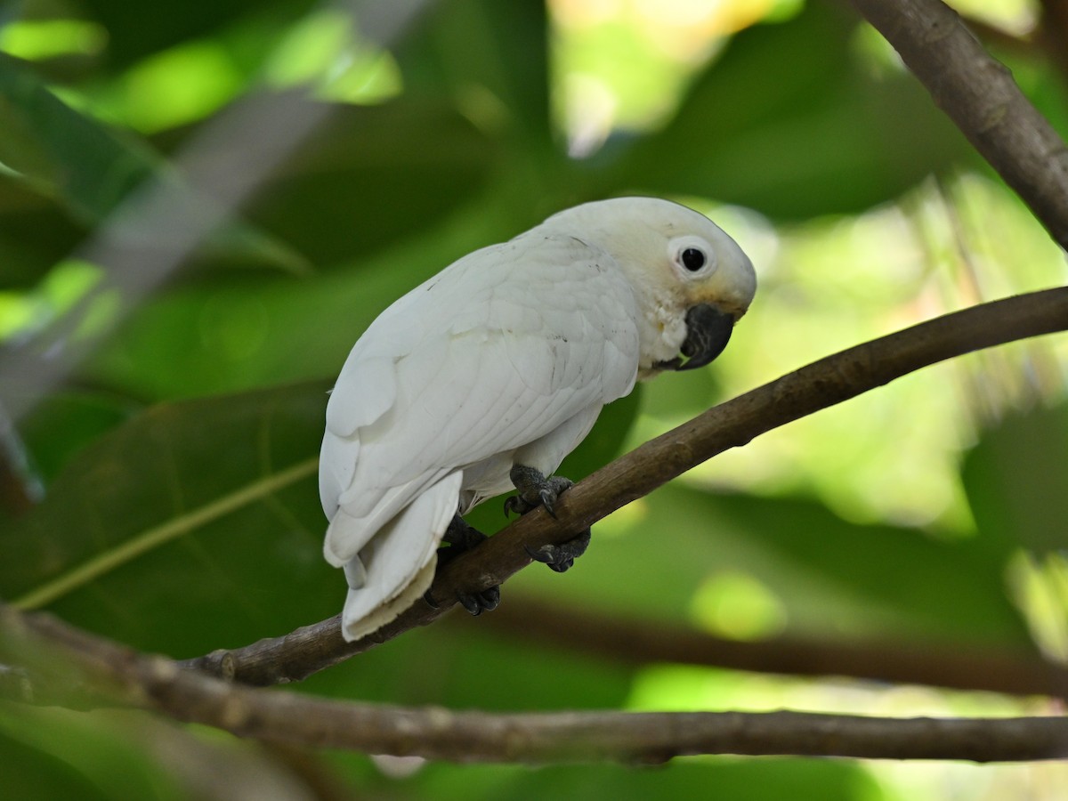 Tanimbar Corella - ML640651025