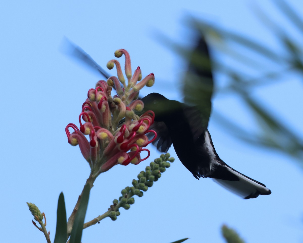 Black Jacobin - ML640651070