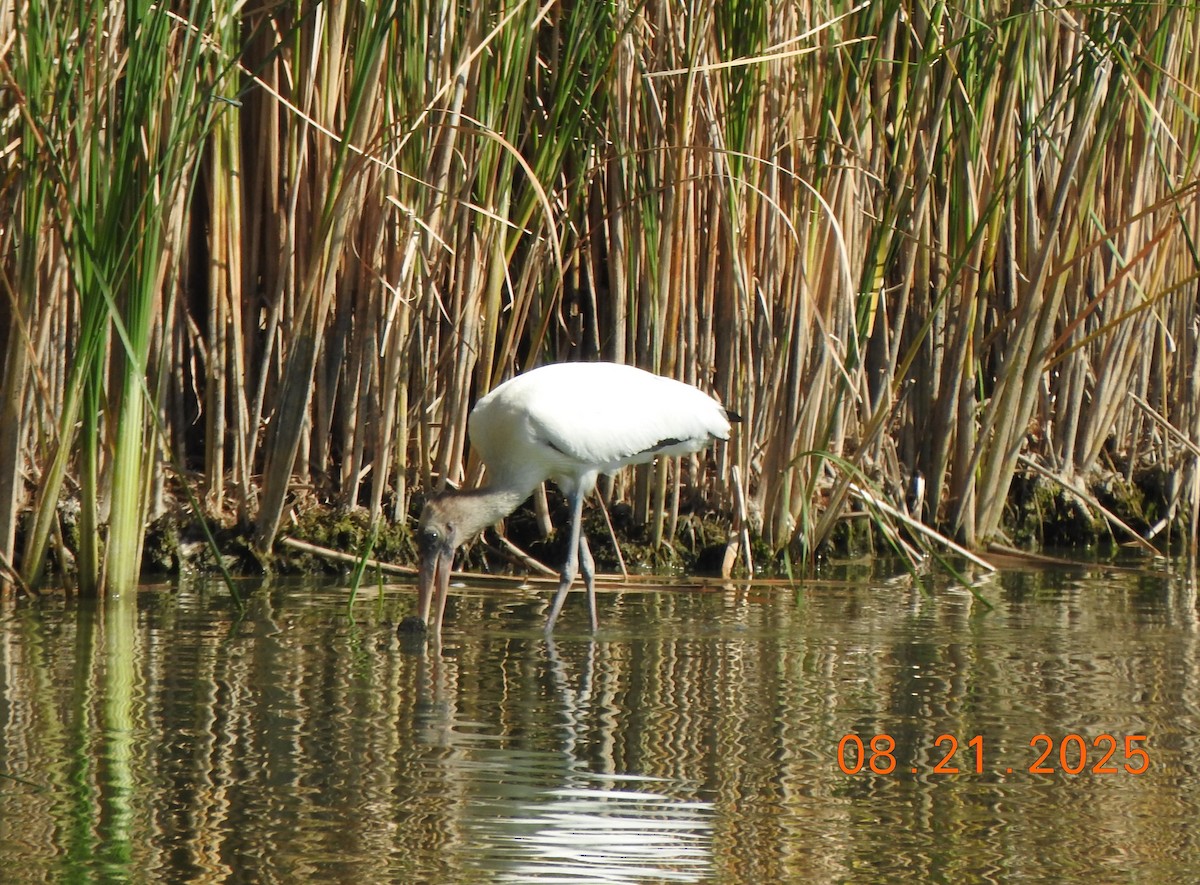 Wood Stork - ML640651071