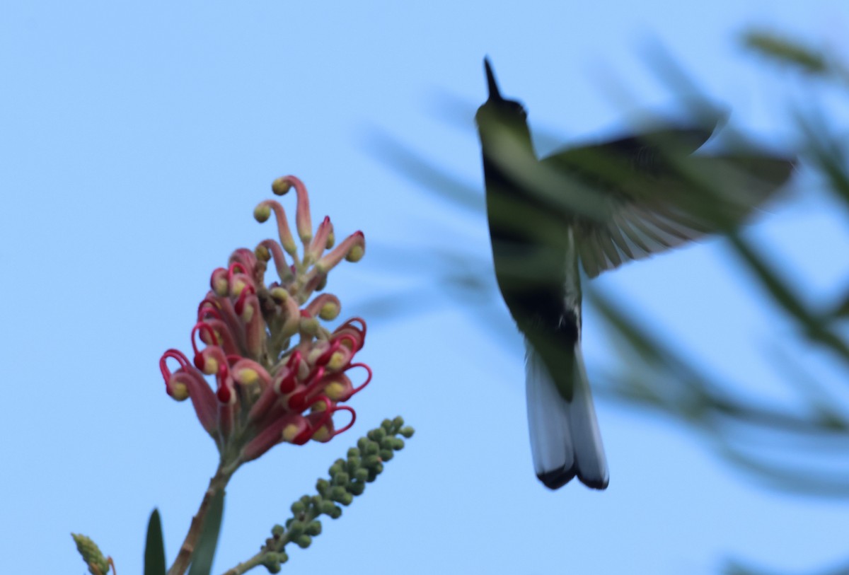 Black Jacobin - ML640651072