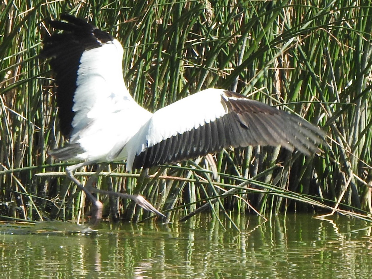 Wood Stork - ML640651086