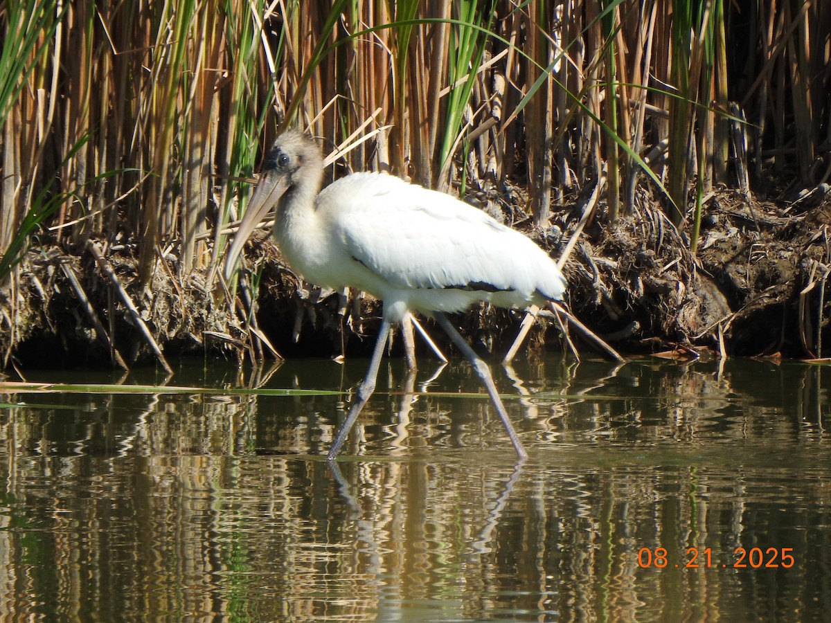Wood Stork - ML640651093