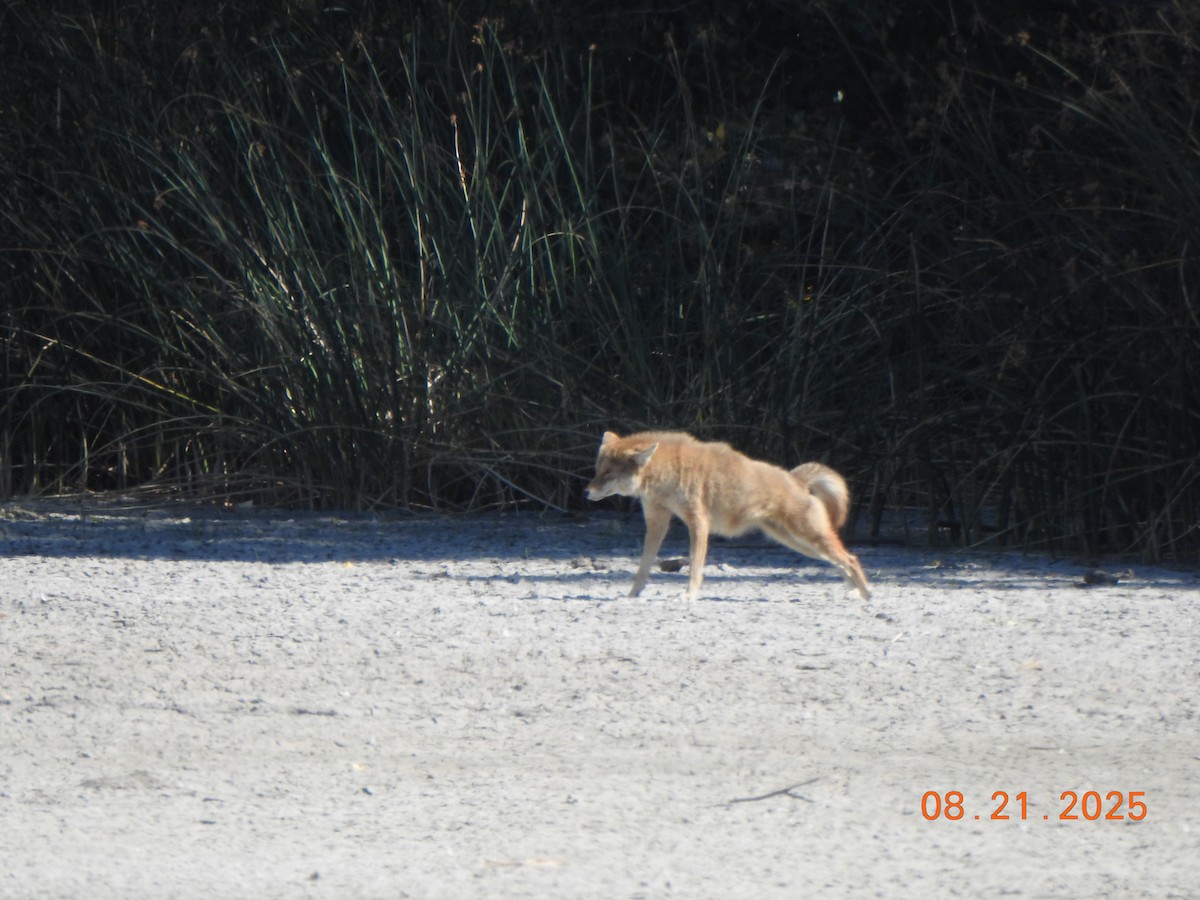 Mammals - ML640651111