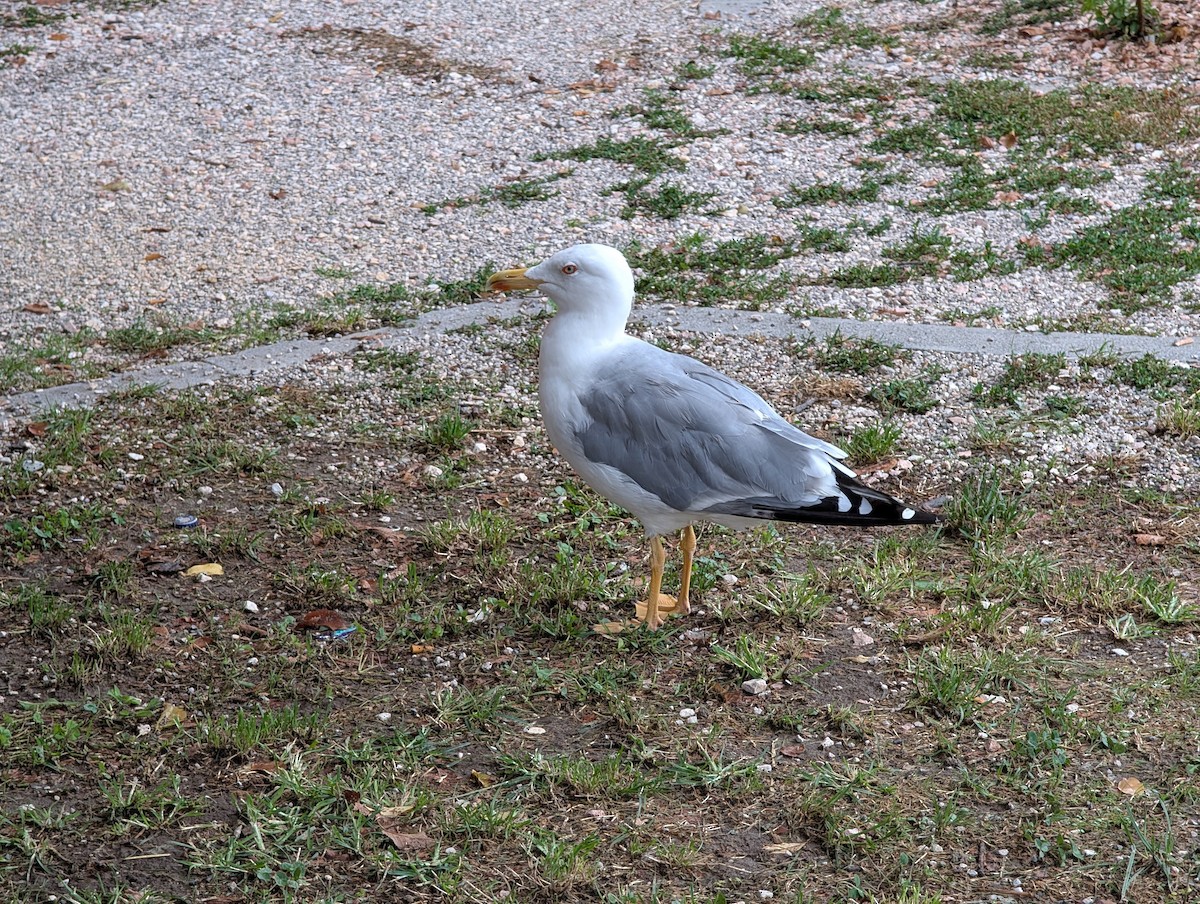 Yellow-legged Gull - ML640651148