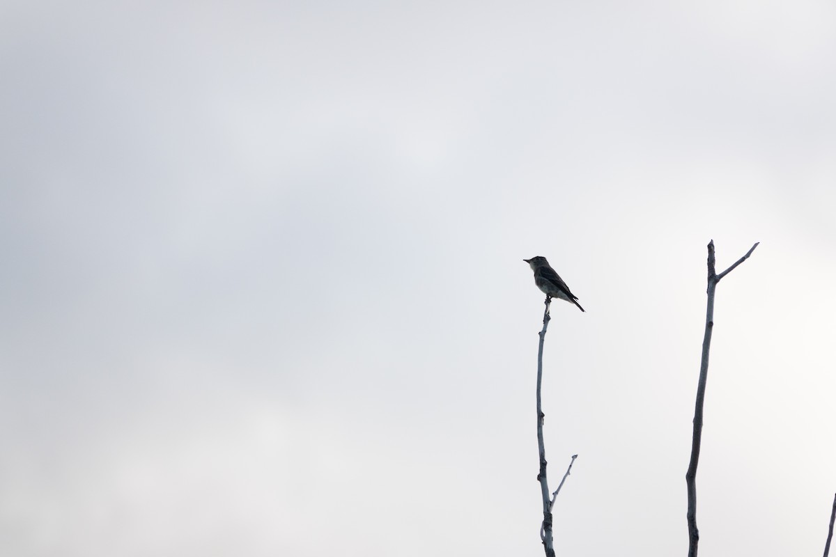 Olive-sided Flycatcher - ML640651152
