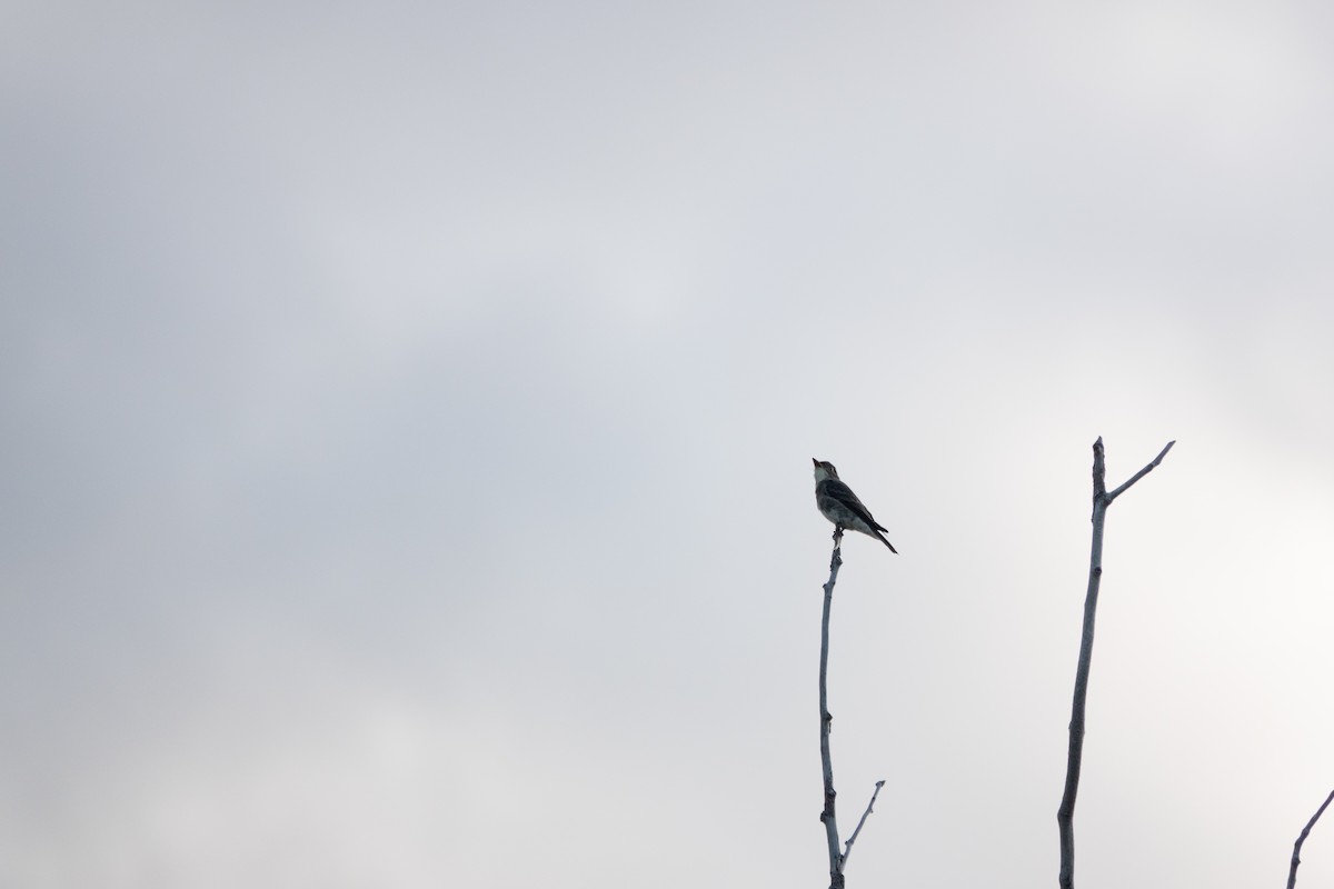 Olive-sided Flycatcher - ML640651154