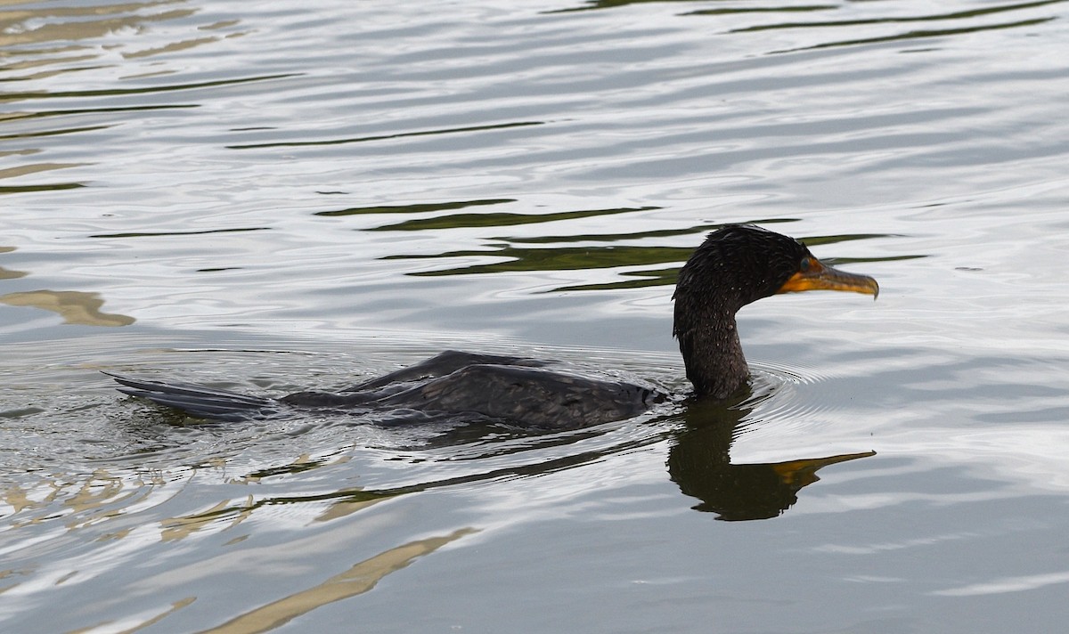 Cormoran à aigrettes - ML640651190