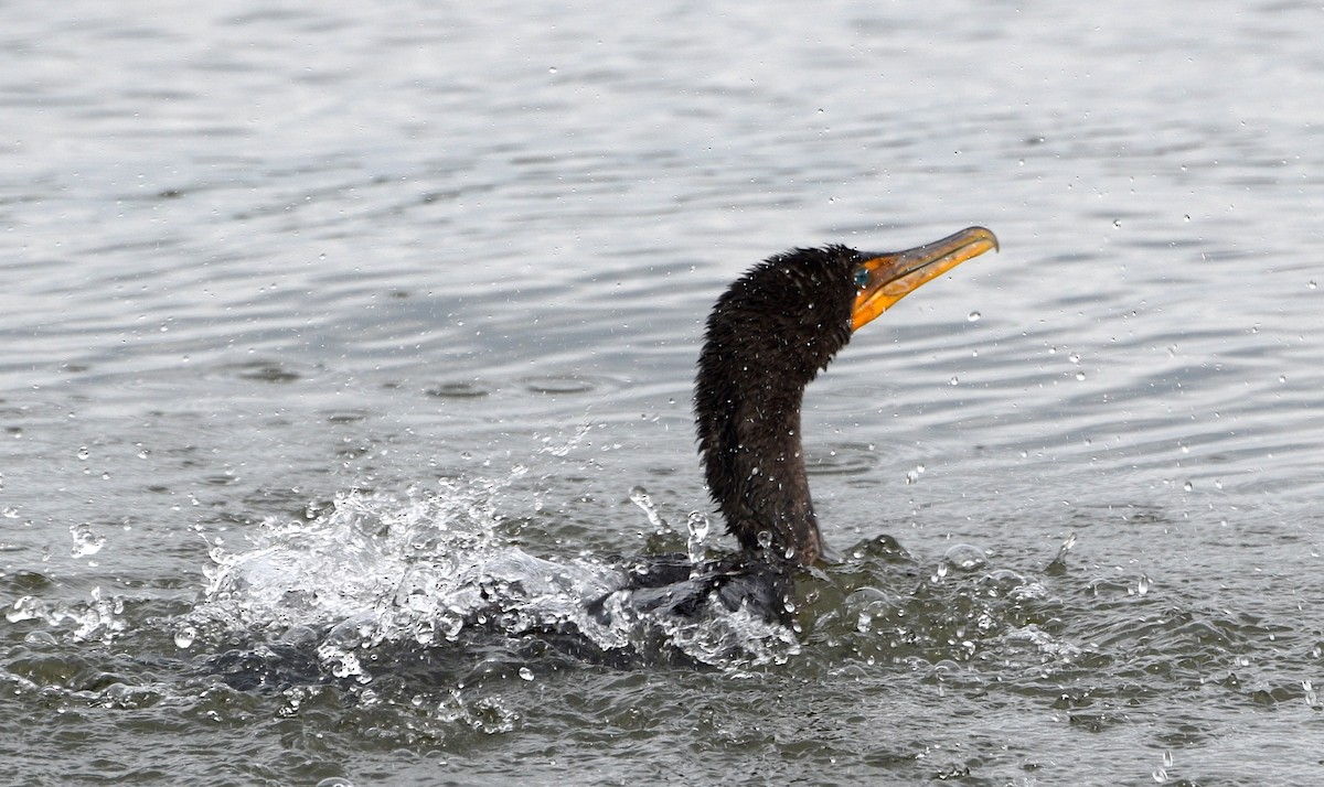 Cormoran à aigrettes - ML640651192