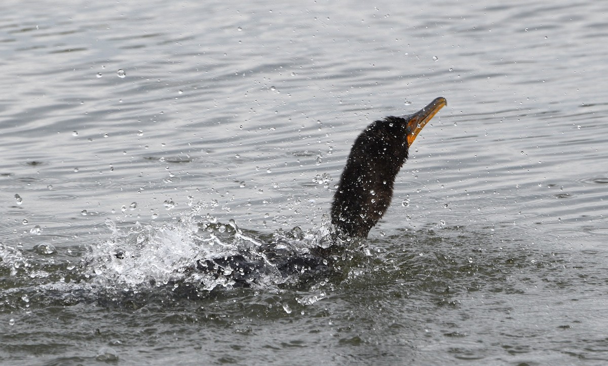 Cormoran à aigrettes - ML640651193