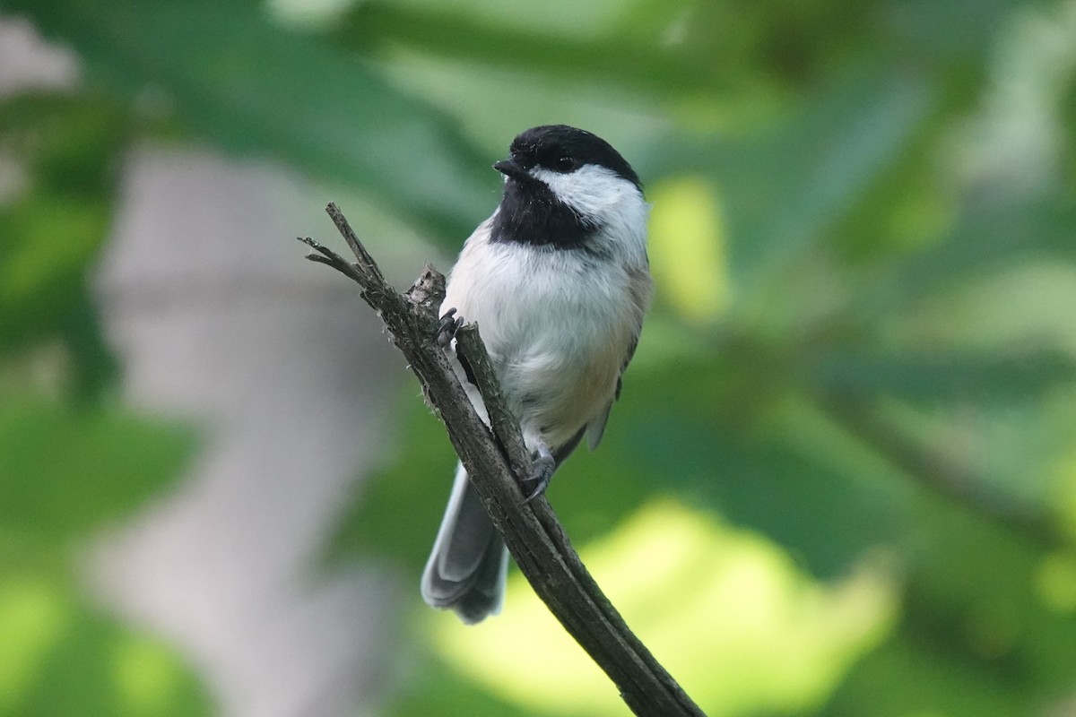 Black-capped Chickadee - ML640651195