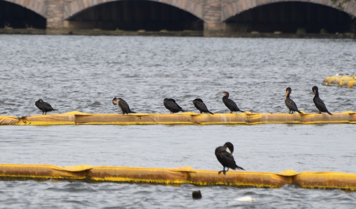 Cormoran à aigrettes - ML640651200