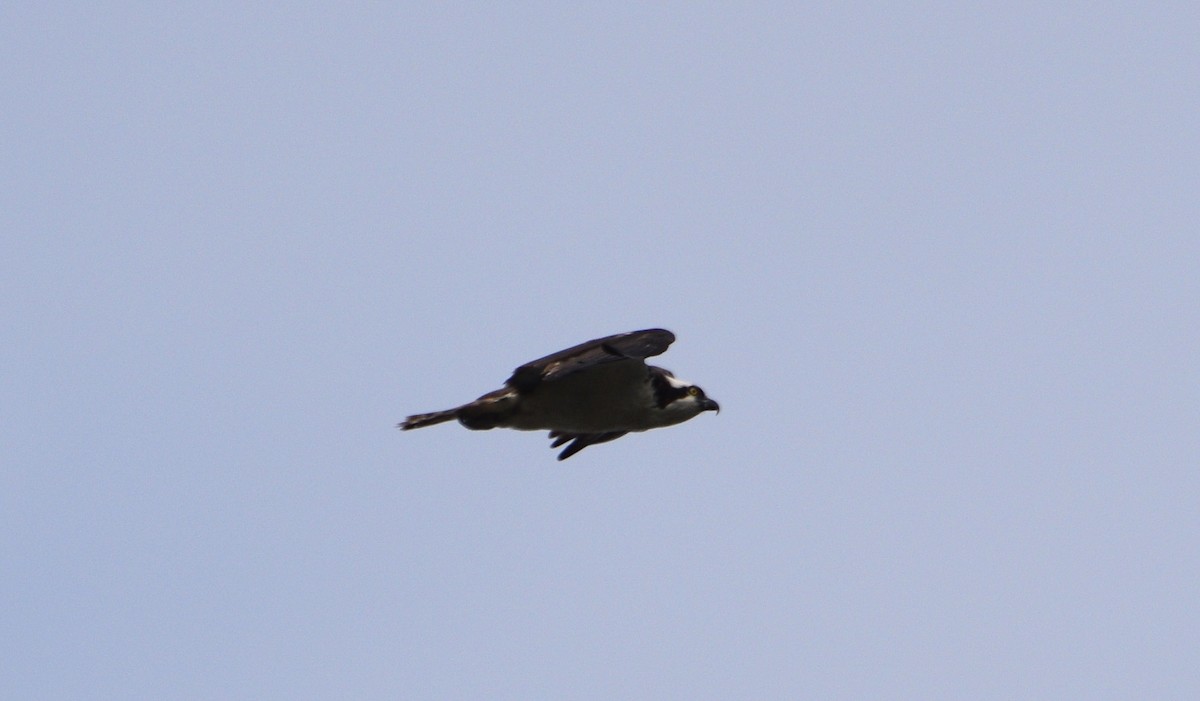 Balbuzard pêcheur (carolinensis) - ML640651213