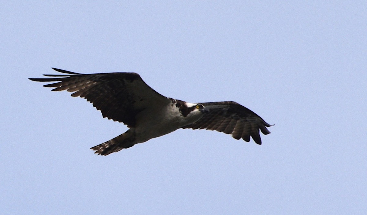 Balbuzard pêcheur (carolinensis) - ML640651214