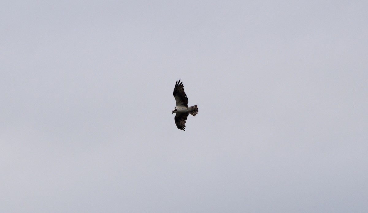 Balbuzard pêcheur (carolinensis) - ML640651215