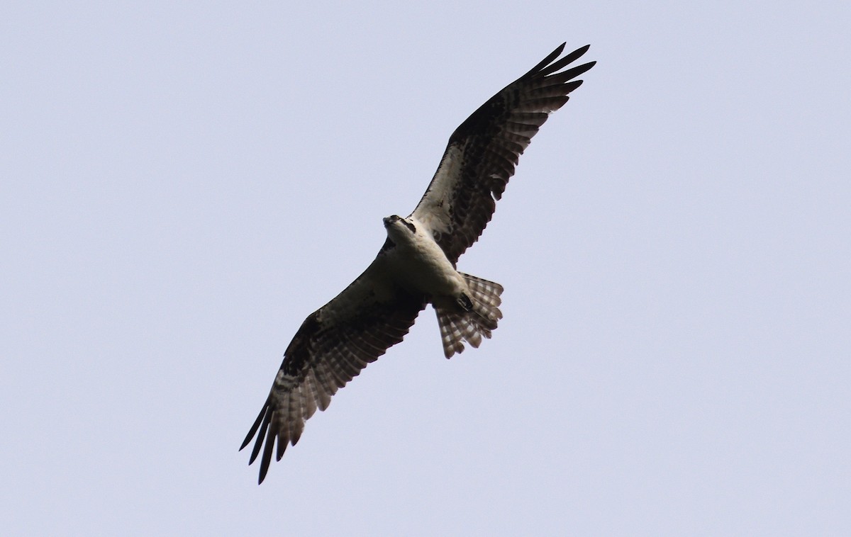 Balbuzard pêcheur (carolinensis) - ML640651216