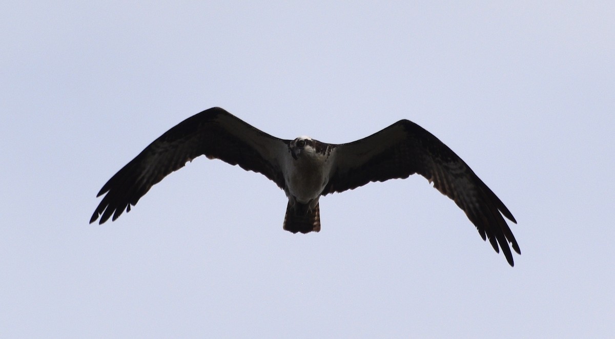 Balbuzard pêcheur (carolinensis) - ML640651222