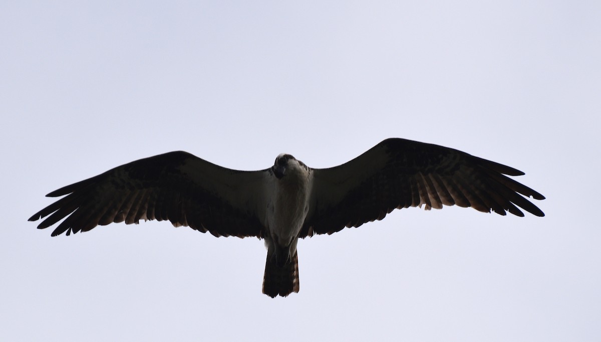 Balbuzard pêcheur (carolinensis) - ML640651223