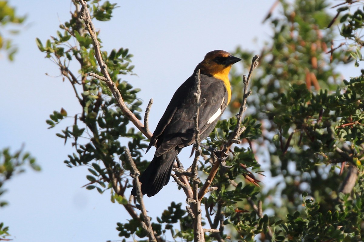 Yellow-headed Blackbird - ML640651230