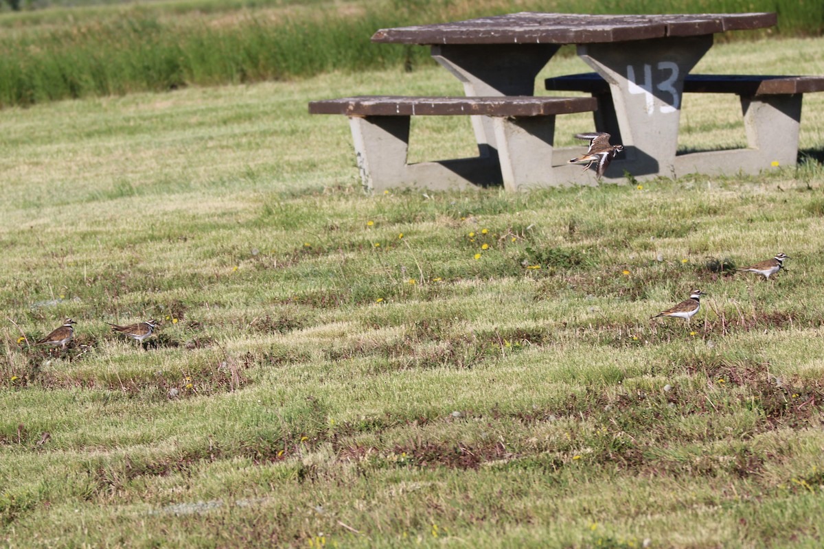 Killdeer - ML640651250