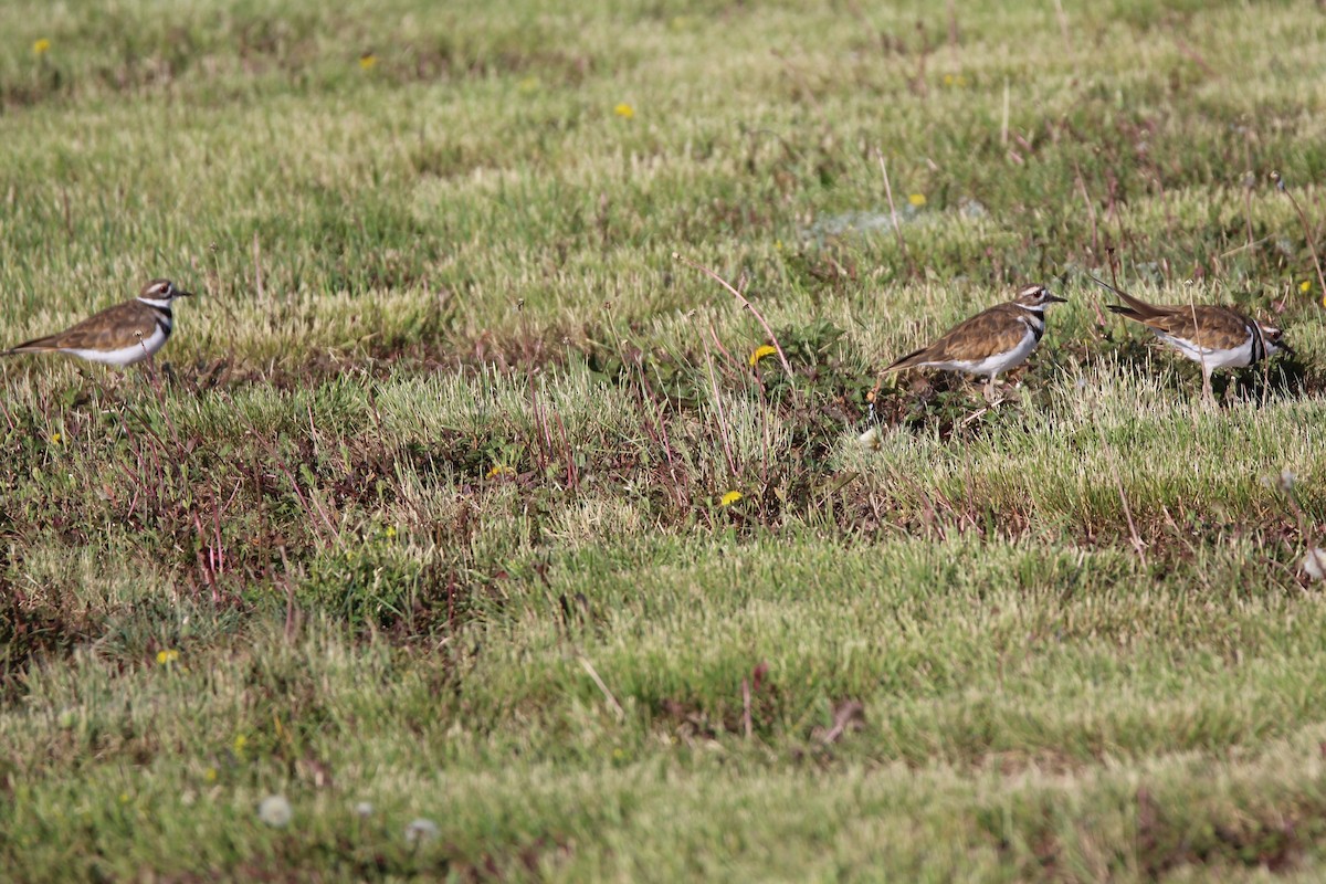 Killdeer - ML640651264
