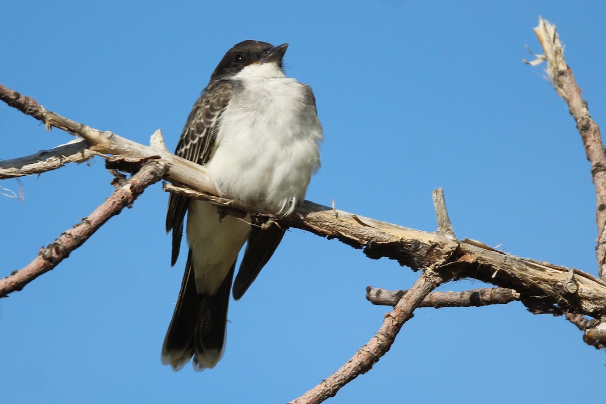 Eastern Kingbird - ML640651290