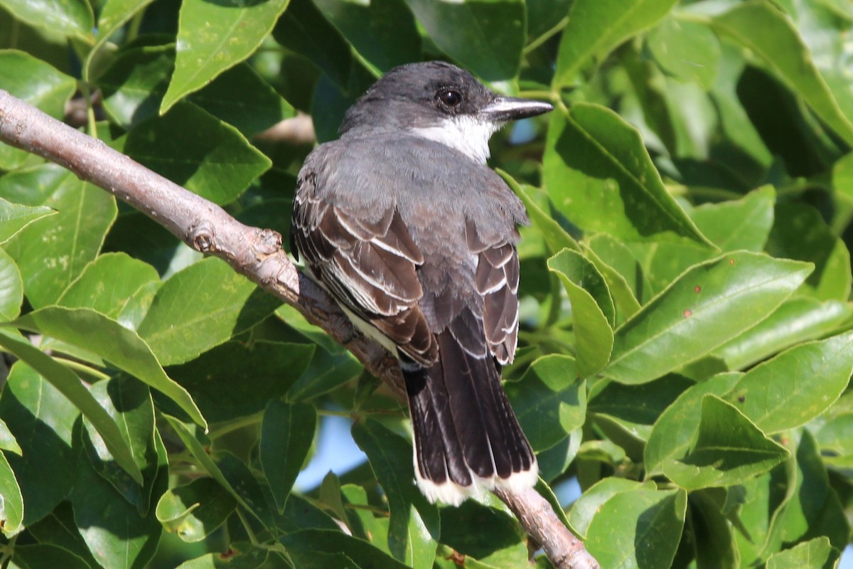 Eastern Kingbird - ML640651300