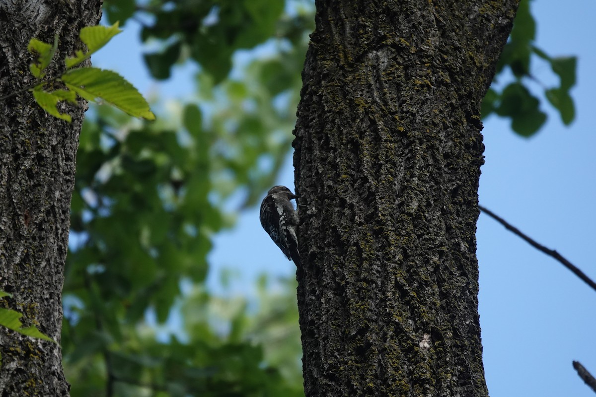 Yellow-bellied Sapsucker - ML640651301