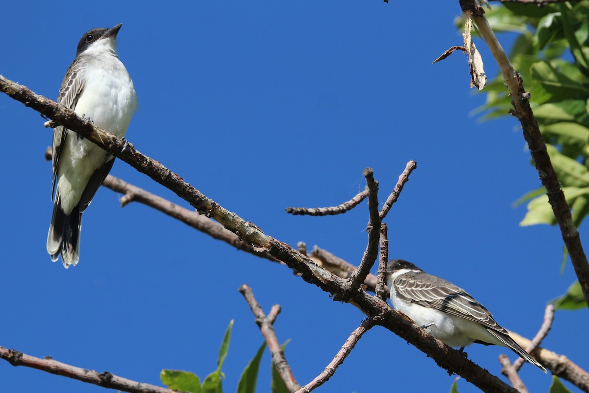 Eastern Kingbird - ML640651315