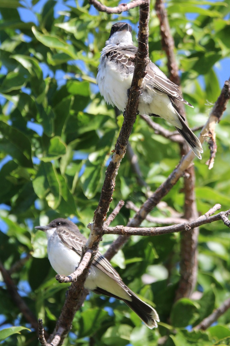 Eastern Kingbird - ML640651325