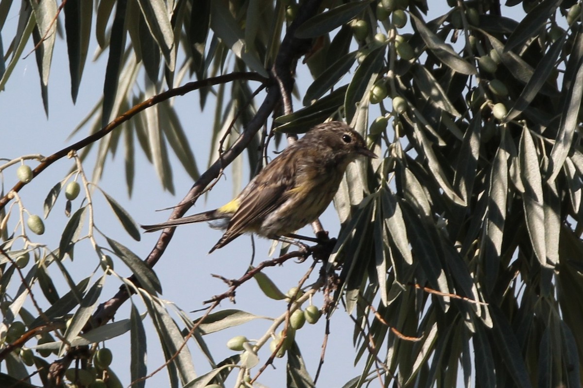 Yellow-rumped Warbler - ML640651349
