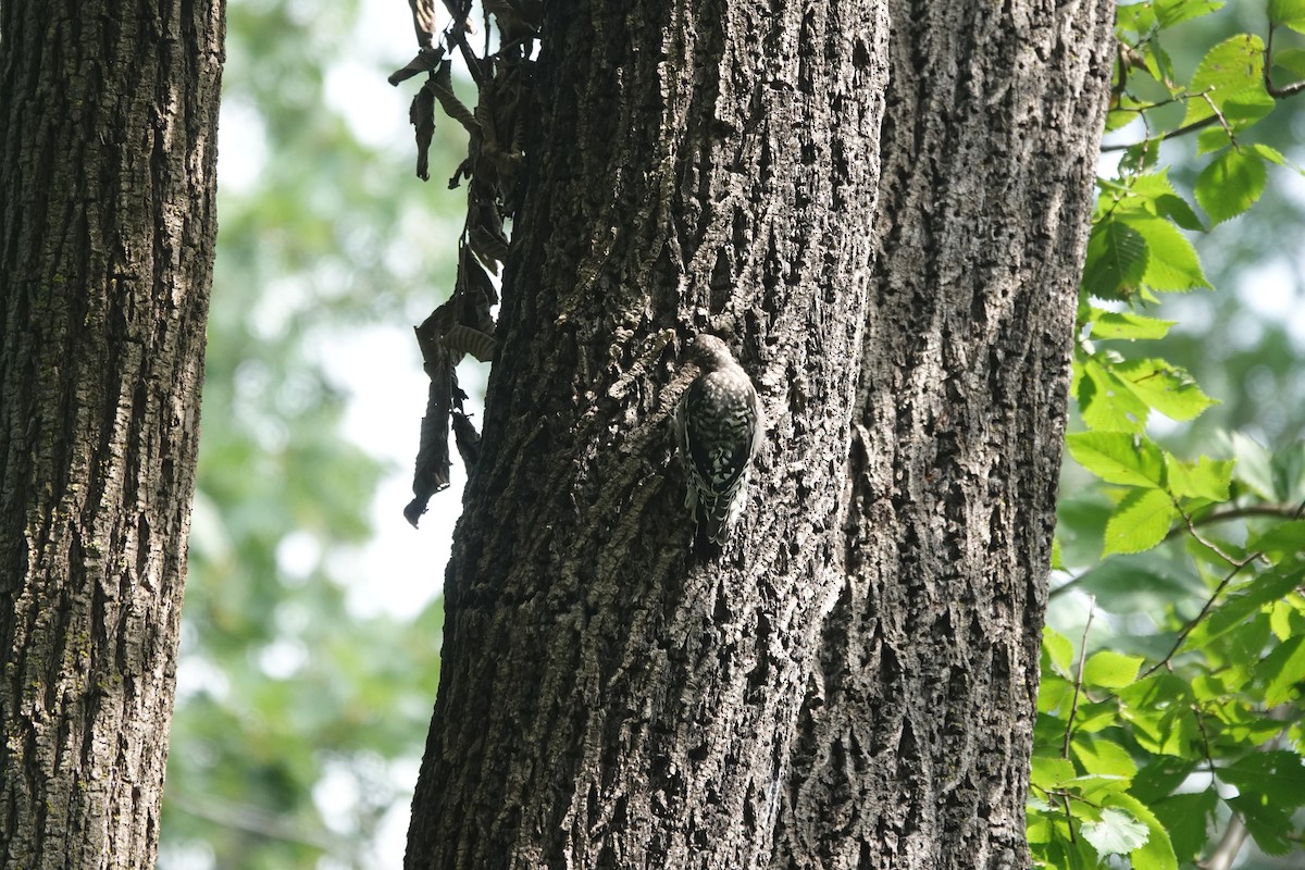 Yellow-bellied Sapsucker - ML640651359