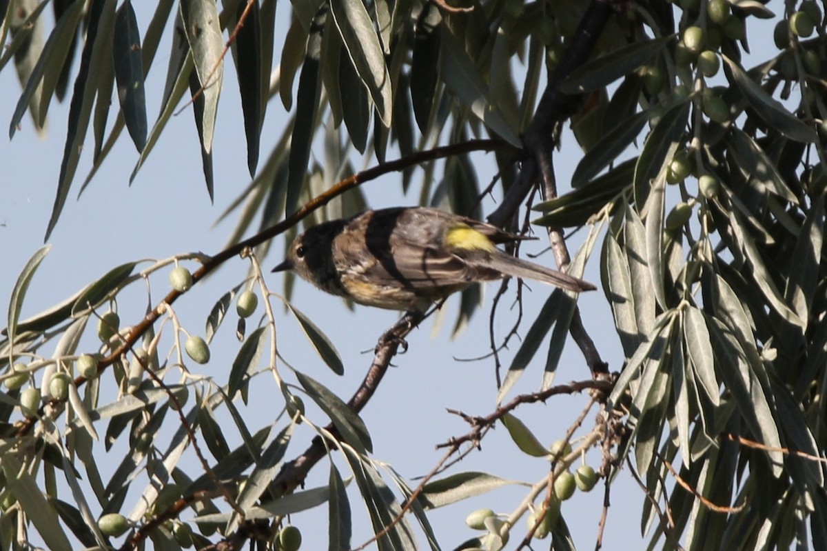 Yellow-rumped Warbler - ML640651365