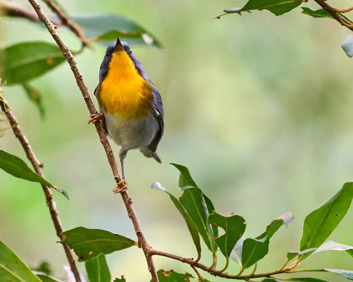 Пісняр вогнистоволий - ML640651367