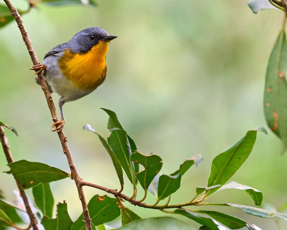 Пісняр вогнистоволий - ML640651369