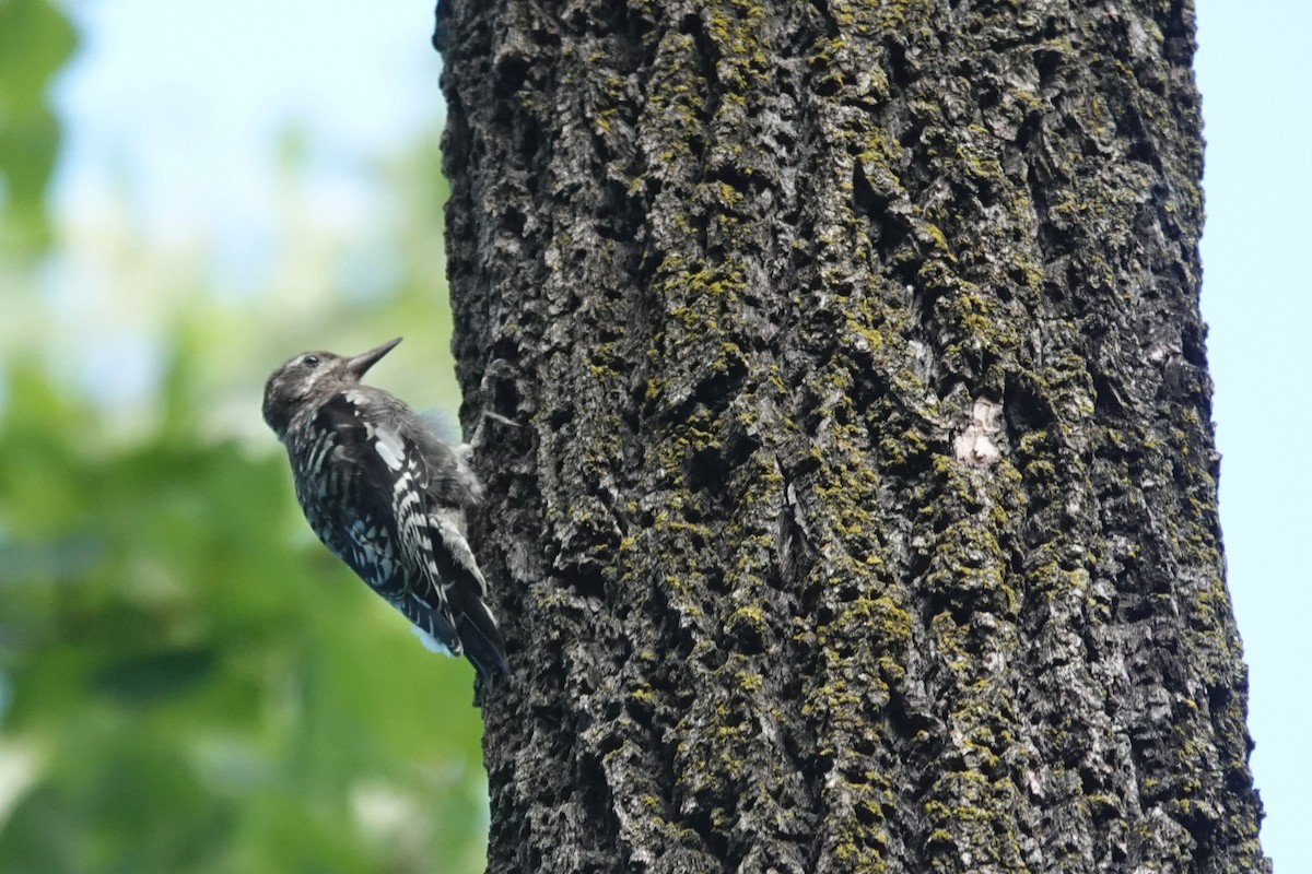 Yellow-bellied Sapsucker - ML640651371