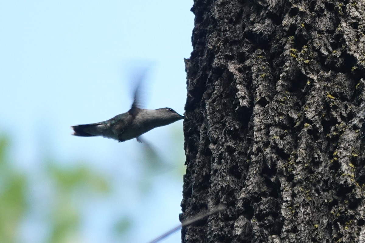 Ruby-throated Hummingbird - ML640651391
