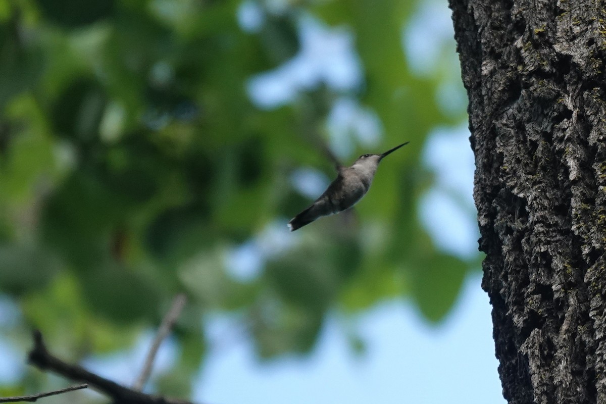 Ruby-throated Hummingbird - ML640651392