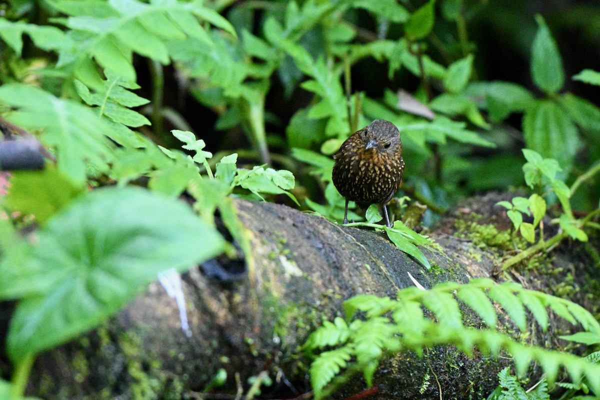 Spotted Barbtail - ML640651398