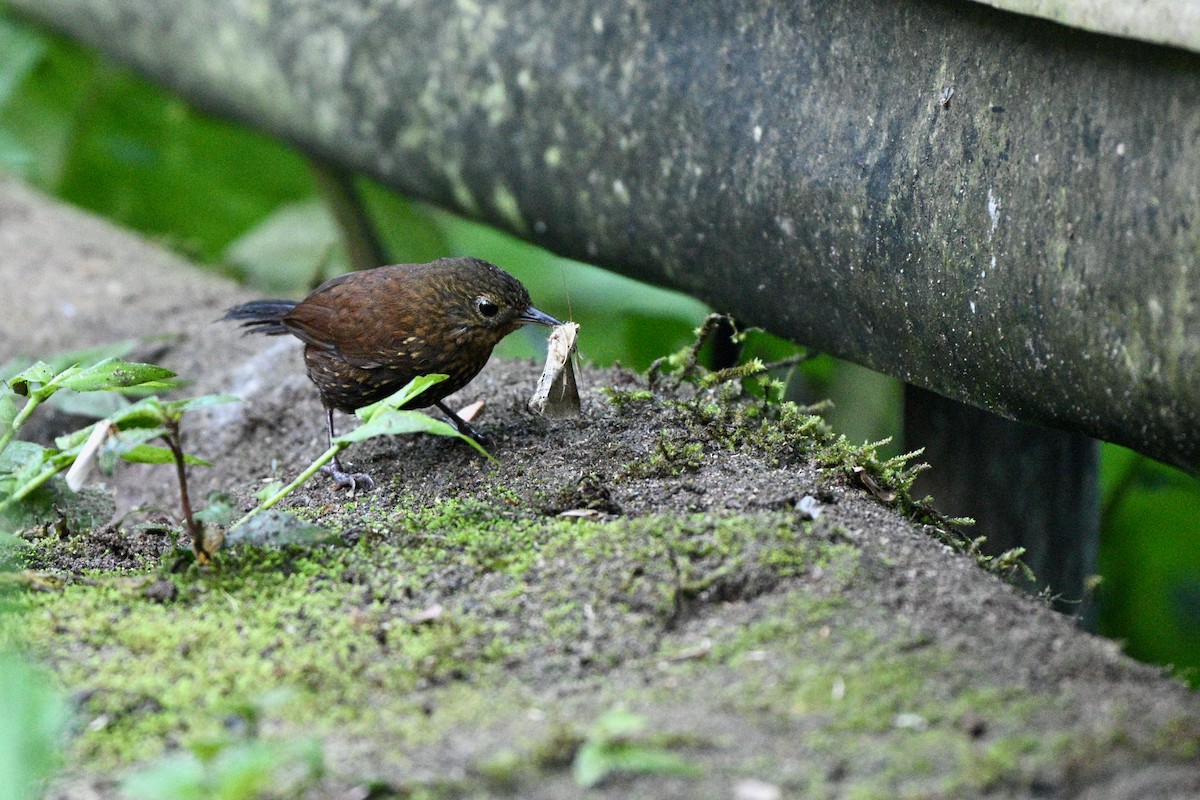 Spotted Barbtail - ML640651404