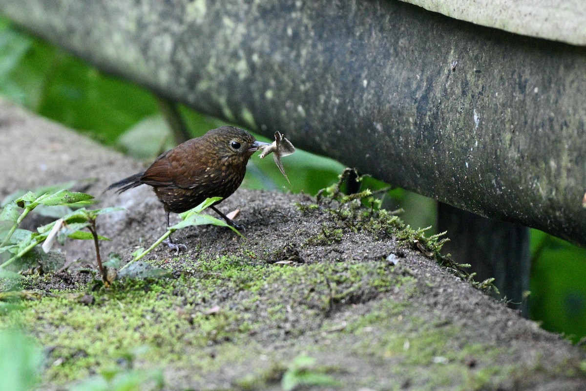 Spotted Barbtail - ML640651406