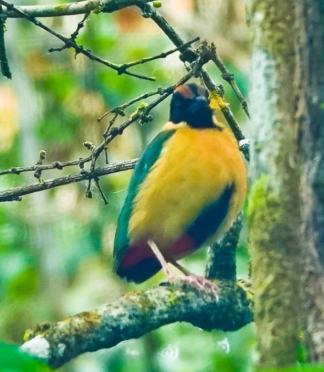 Ornate Pitta - ML640651420