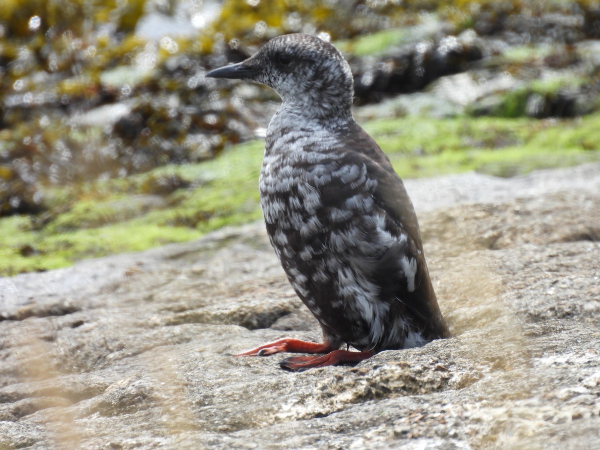 Black Guillemot - ML640651428
