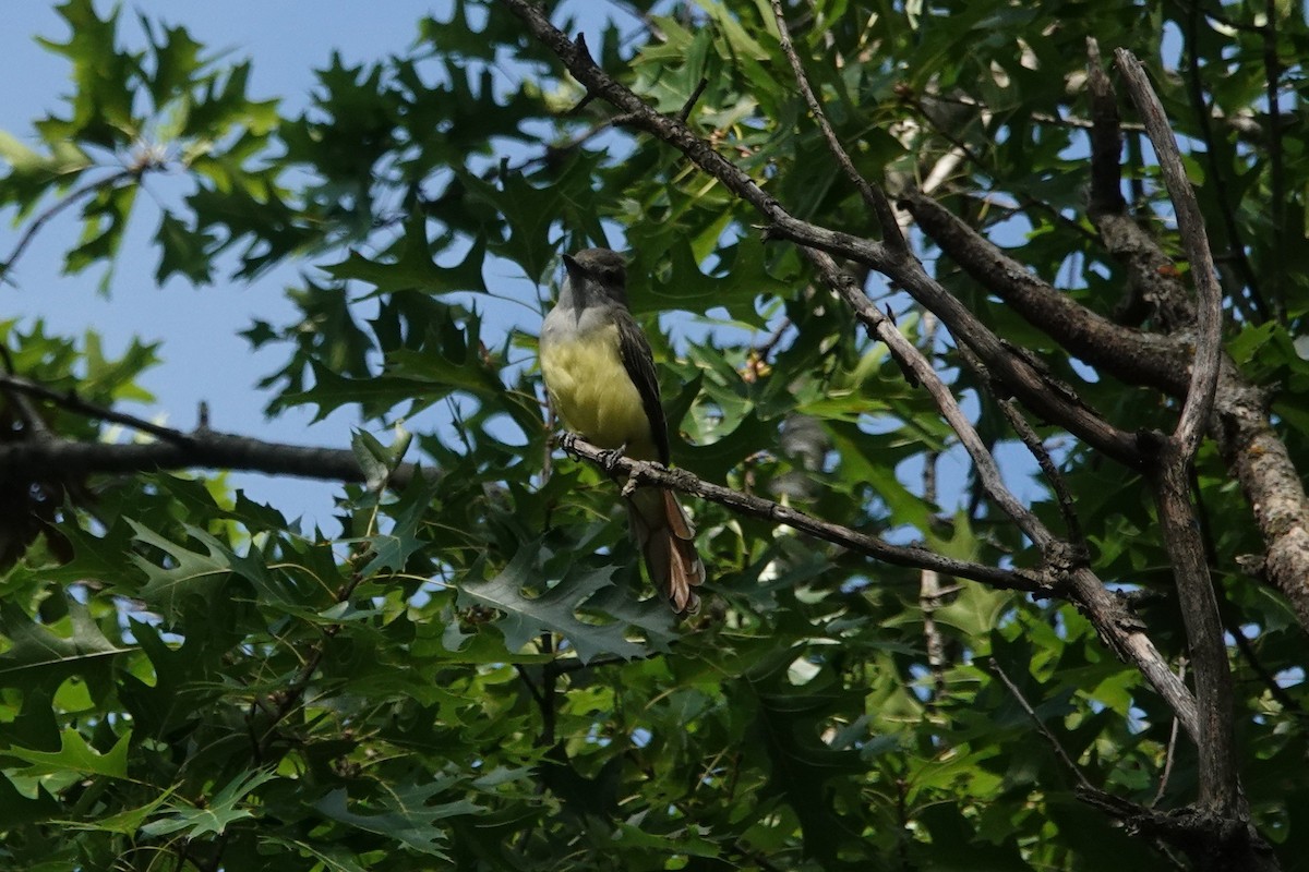 Great Crested Flycatcher - ML640651433