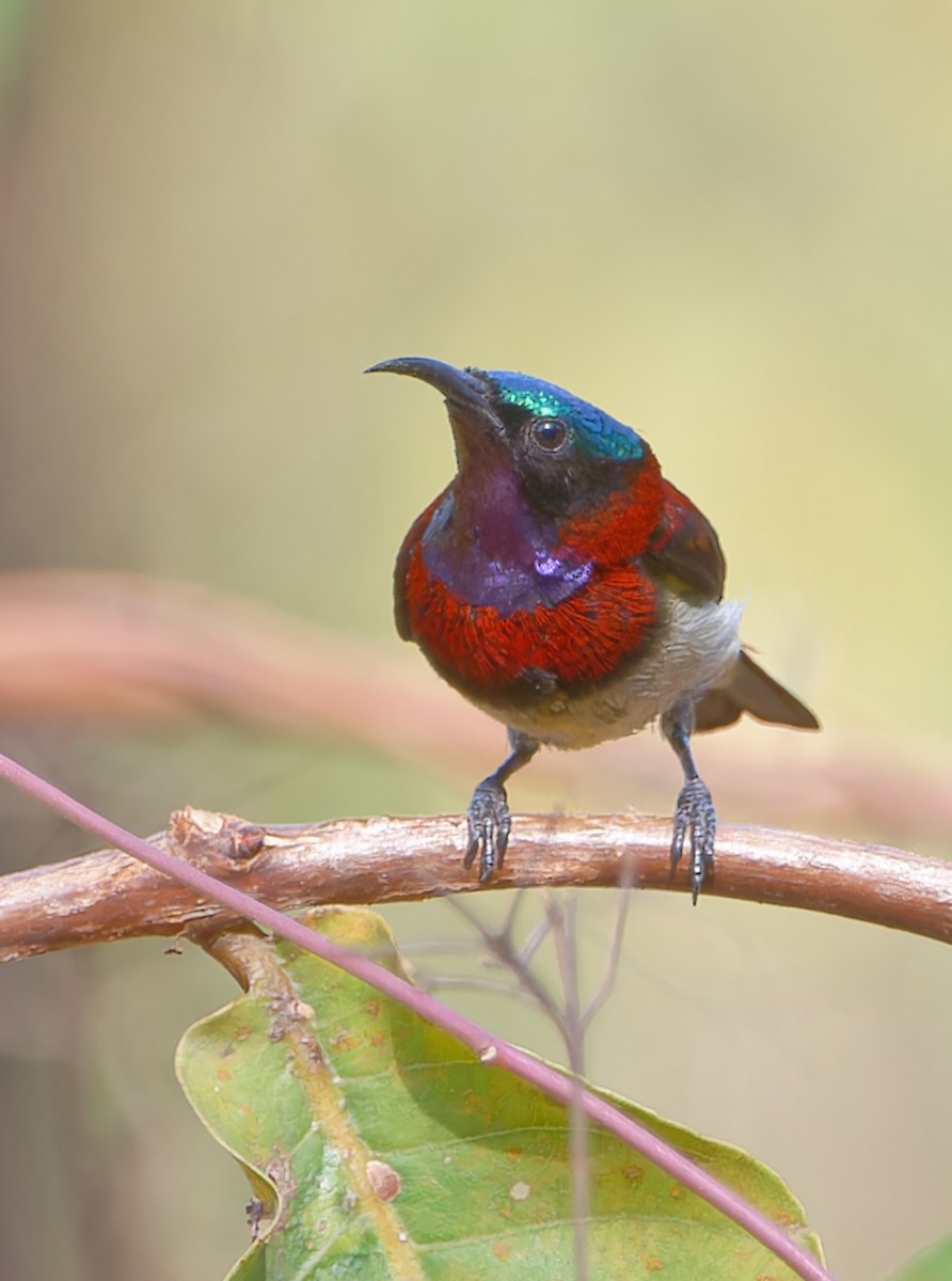 Crimson-backed Sunbird - ML640651444
