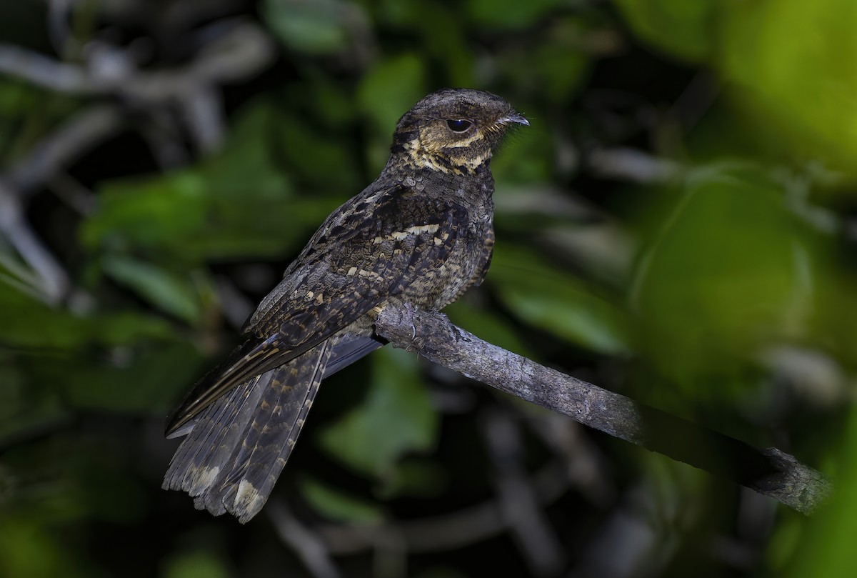 Andaman Nightjar - ML640651445