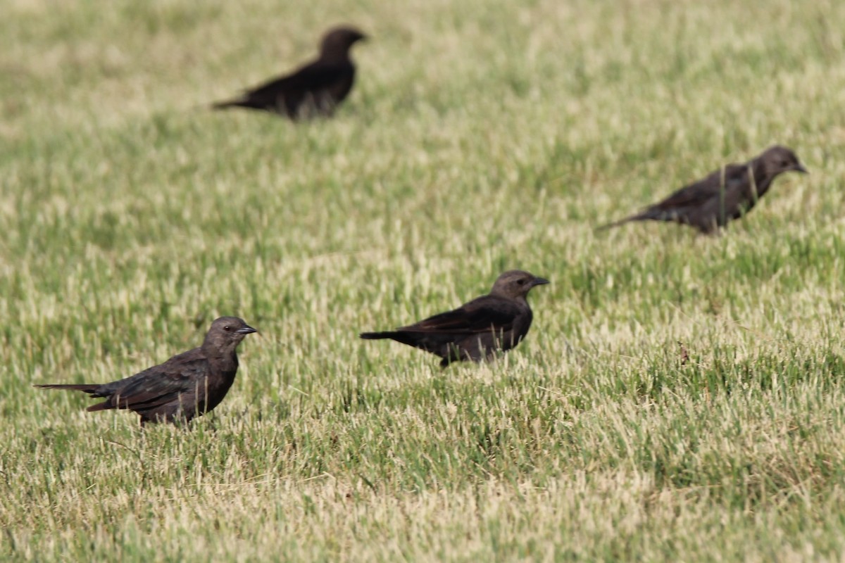 Brewer's Blackbird - ML640651453