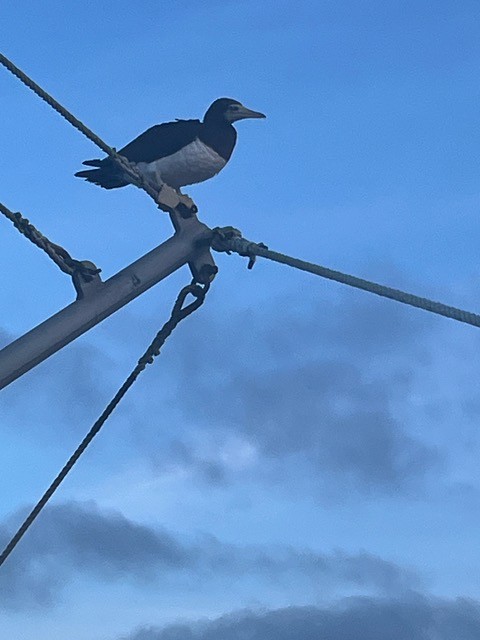 Cocos Booby - ML640651464